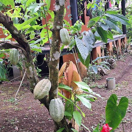 Cabinas Corcovado Green Parrot, Los Planes Drake Drakes Bay 外观 照片