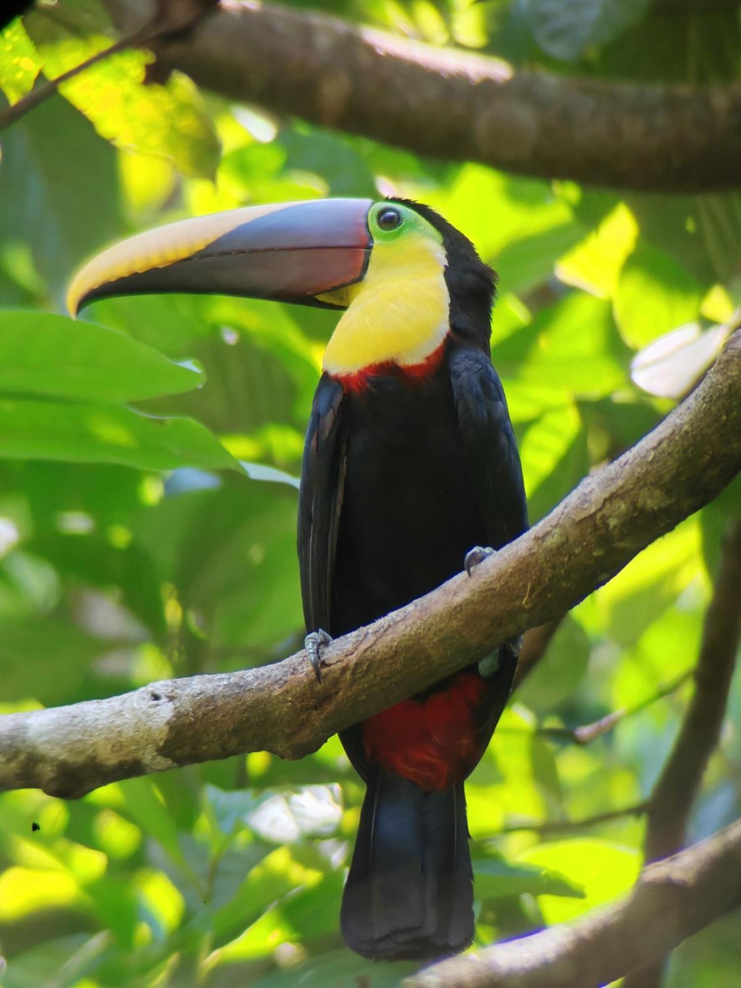 Cabinas Corcovado Green Parrot, Los Planes Drake Drakes Bay 客房 照片