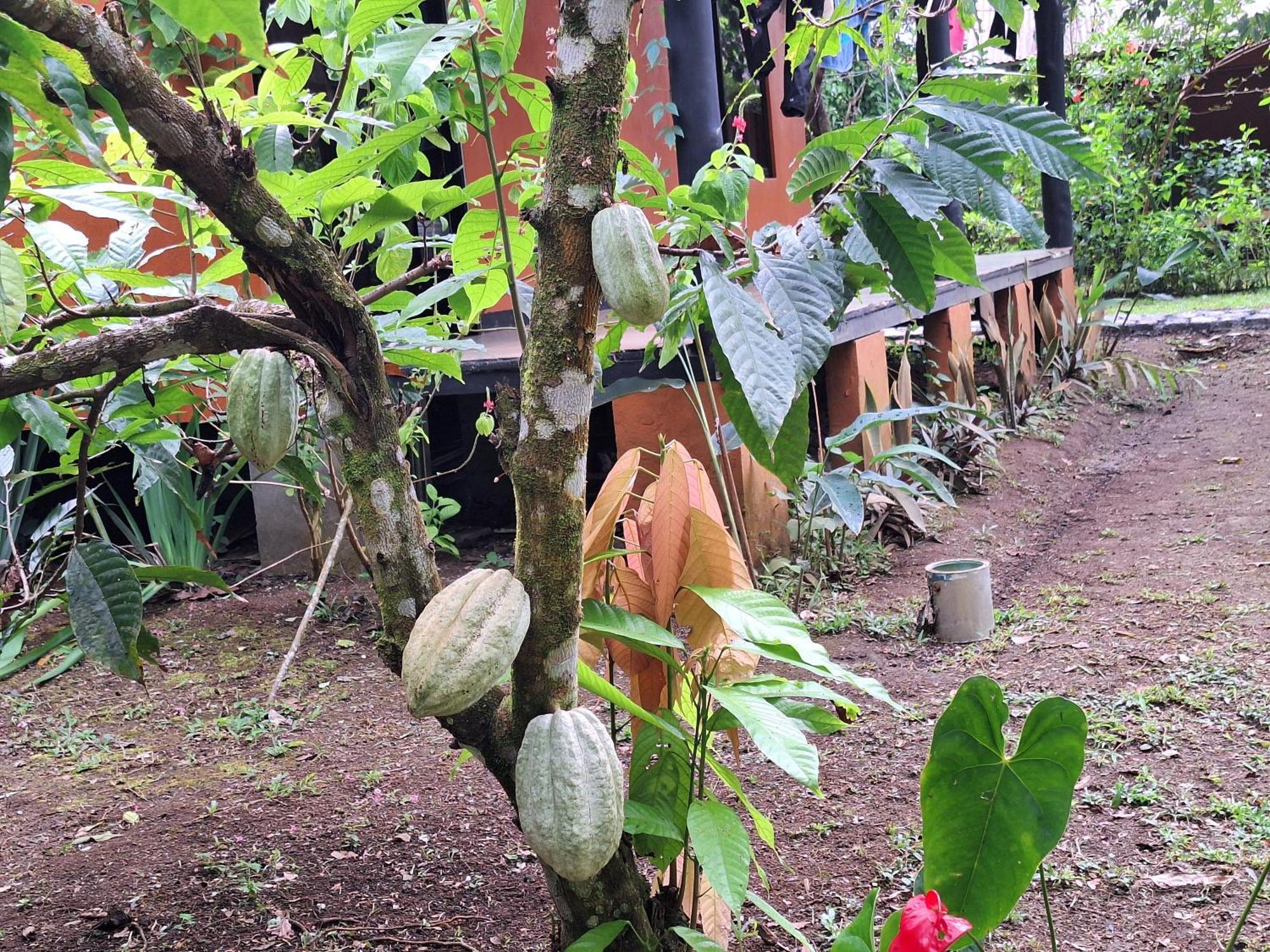 Cabinas Corcovado Green Parrot, Los Planes Drake Drakes Bay 外观 照片