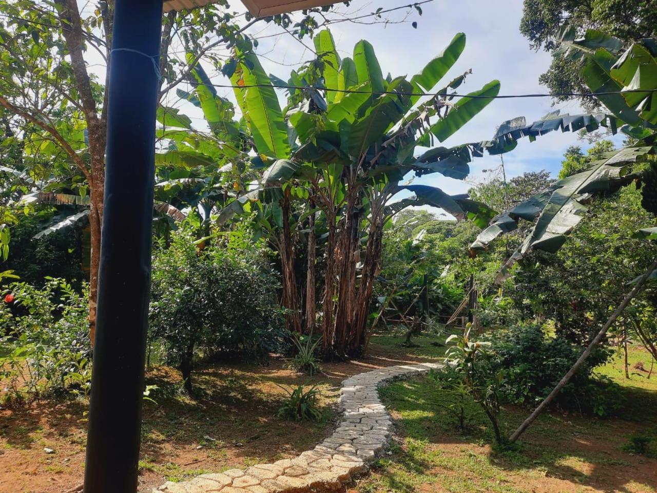 Cabinas Corcovado Green Parrot, Los Planes Drake Drakes Bay 外观 照片