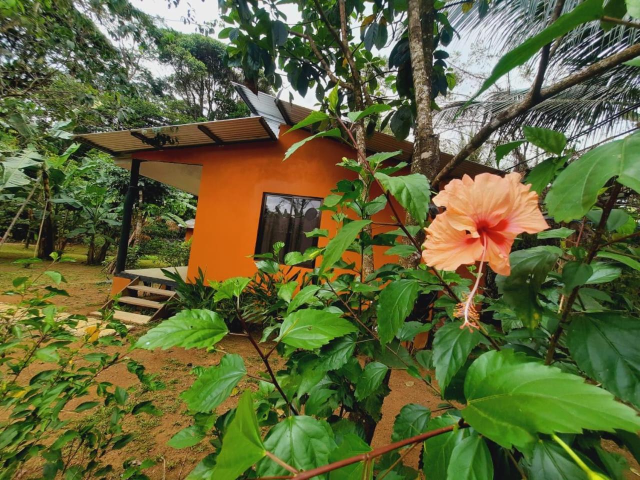 Cabinas Corcovado Green Parrot, Los Planes Drake Drakes Bay 外观 照片