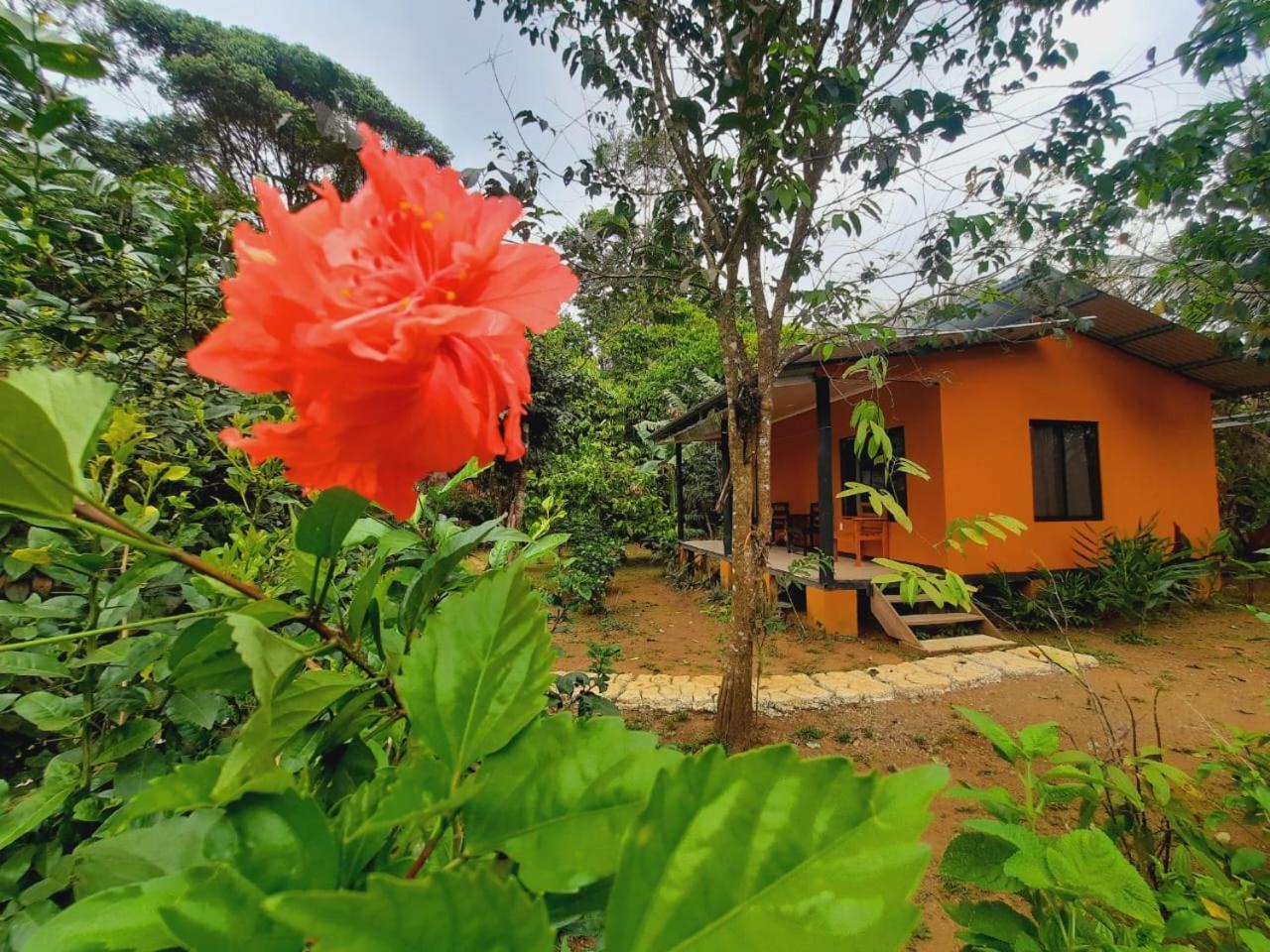 Cabinas Corcovado Green Parrot, Los Planes Drake Drakes Bay 外观 照片